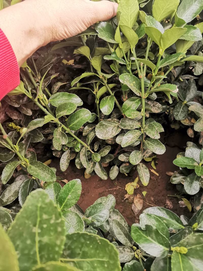 瓜子黄杨草花宿根植物水生植物大量上市，欢迎各位老板前来合