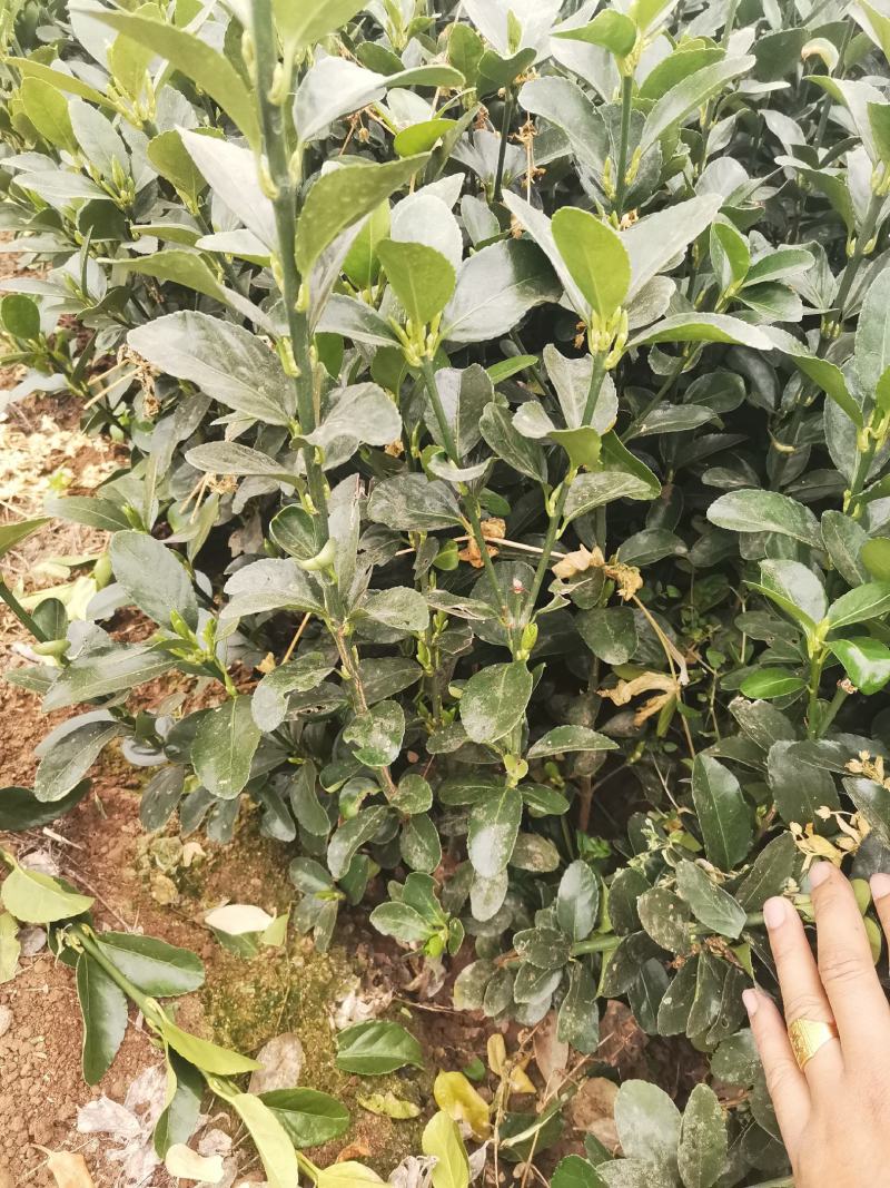瓜子黄杨草花宿根植物水生植物大量上市，欢迎各位老板前来合