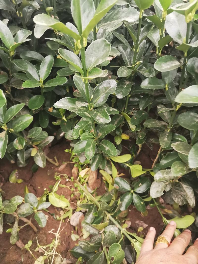 瓜子黄杨草花宿根植物水生植物大量上市，欢迎各位老板前来合