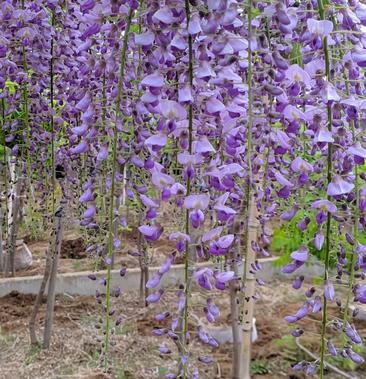 出售紫藤日本长穗藤品种纯正量大优惠