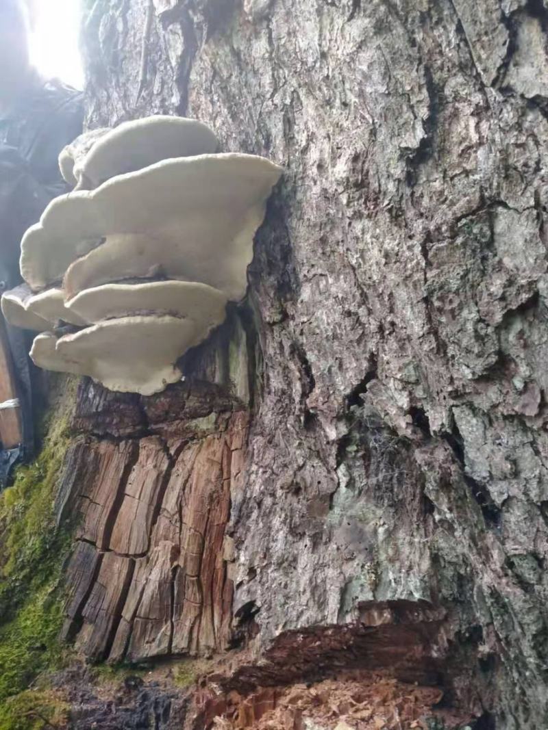 野生木灵芝海拔在一千八至二千