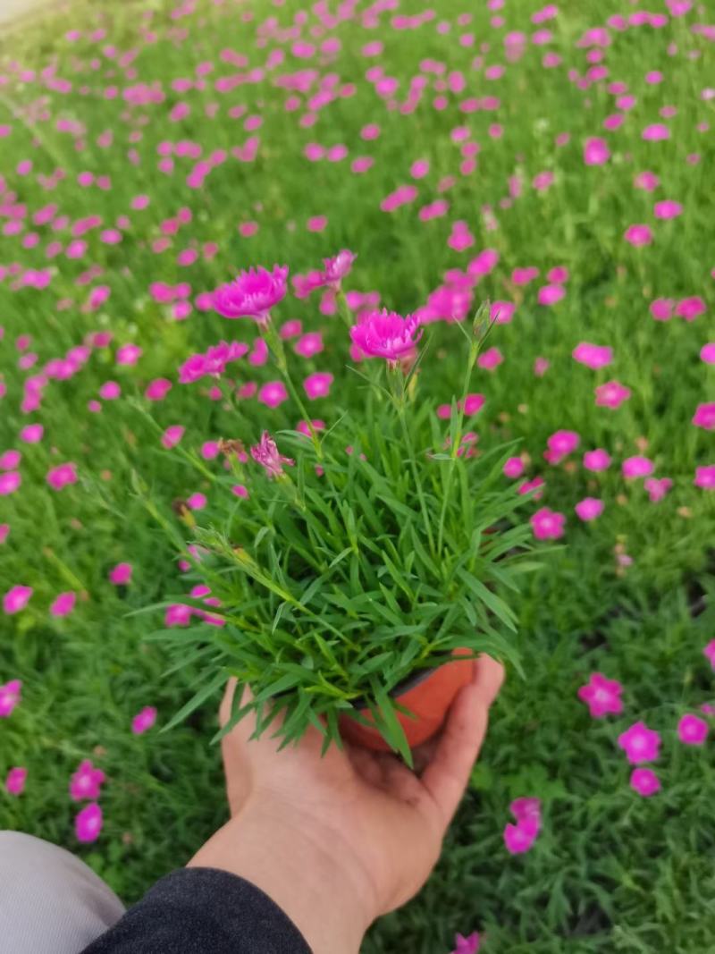 冬青（大叶黄叶），质量好价格低一年四季提供
