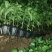 优质小米椒苗小米辣苗【免费提供技术指导，量大从优】