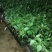 优质小米椒苗小米辣苗【免费提供技术指导，量大从优】