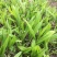 三叉白芨种苗2年苗块茎2公分以上紫花白芨苗