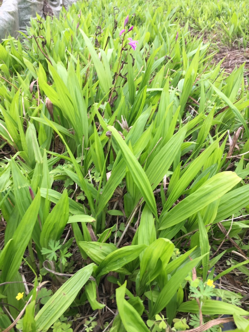 三叉白芨种苗2年苗块茎2公分以上紫花白芨苗