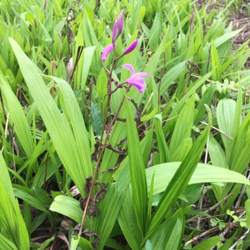 三叉白芨种苗2年苗块茎2公分以上紫花白芨苗