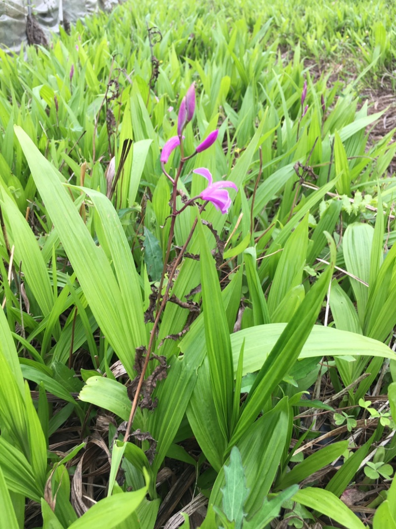 三叉白芨种苗2年苗块茎2公分以上紫花白芨苗
