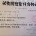 大自然的恩赐四年老鸽子，手工屠宰煨汤佳品