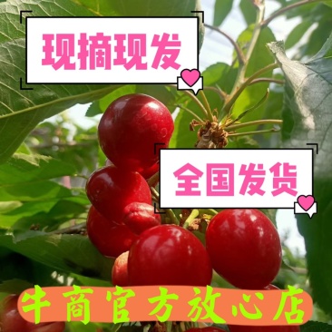 精品车厘子大樱桃现摘现发大量现货发货一条龙服务