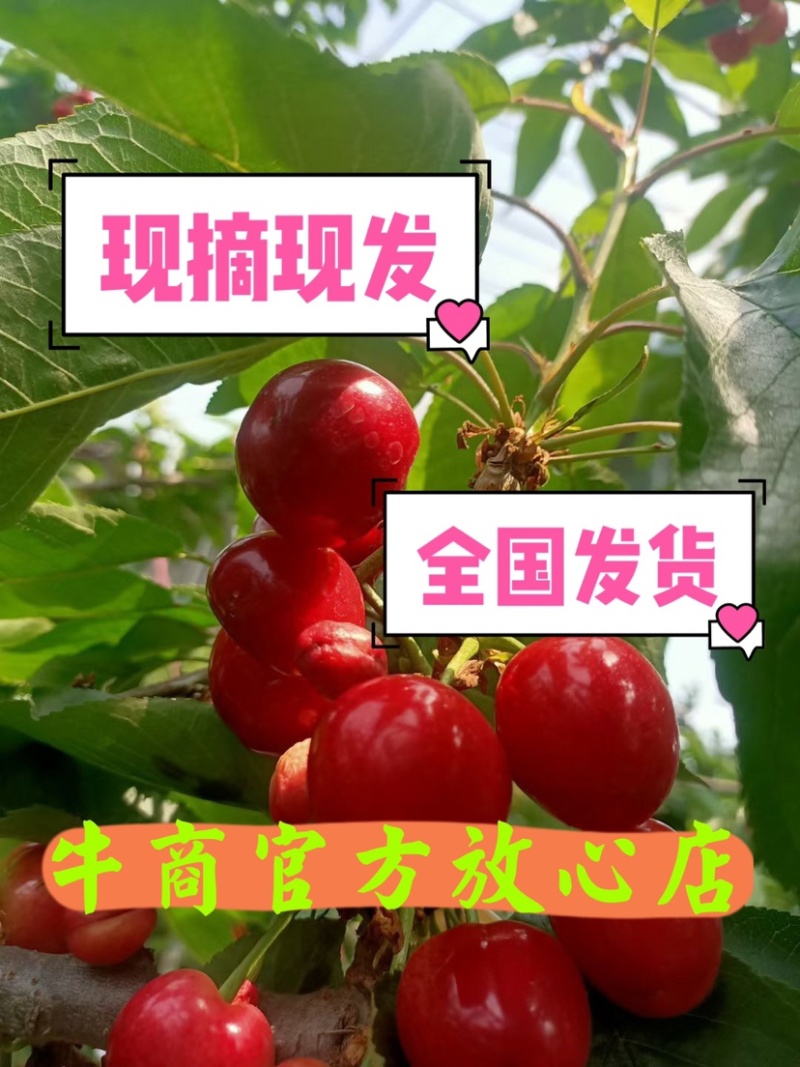 精品车厘子大樱桃现摘现发大量现货发货一条龙服务