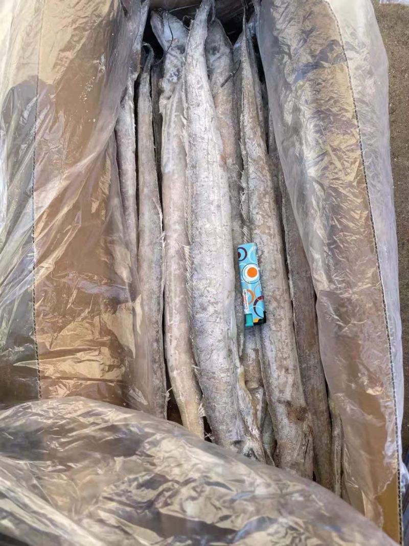 渤海湾刀鱼，单冻，十斤箱，各种规格，价格超低