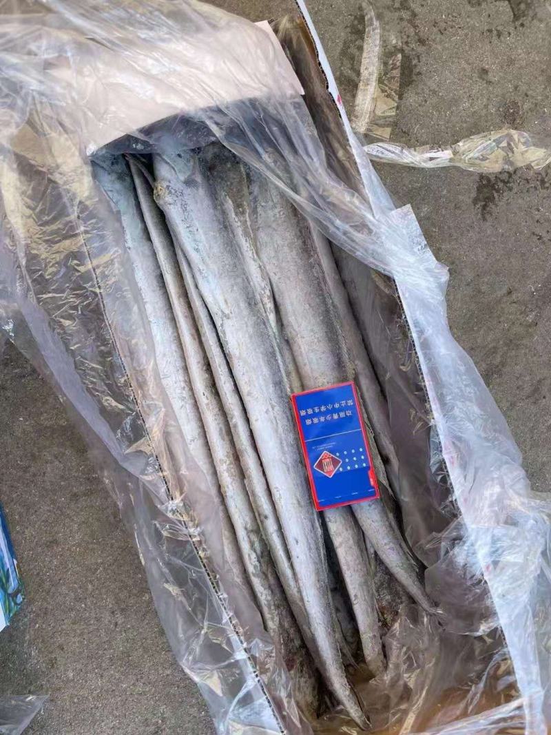 渤海湾刀鱼，单冻，十斤箱，各种规格，价格超低