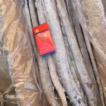 渤海湾刀鱼，单冻，十斤箱，各种规格，价格超低