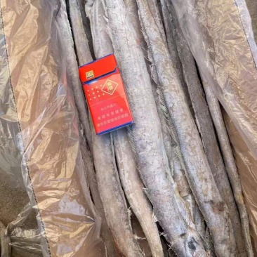 渤海湾刀鱼，单冻，十斤箱，各种规格，价格超低