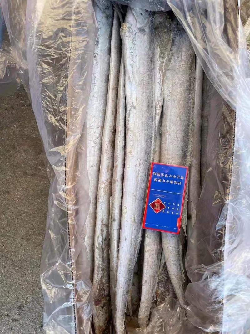 渤海湾刀鱼，单冻，十斤箱，各种规格，价格超低