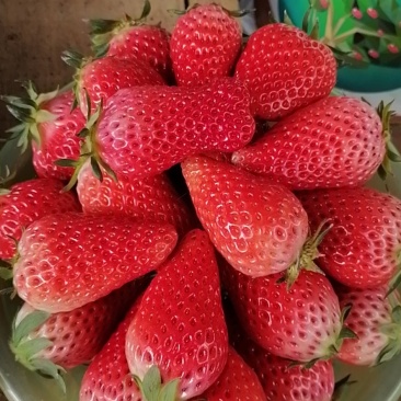 草莓