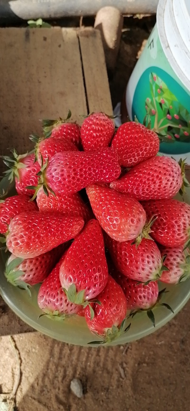 草莓
