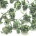 【线下年销西洋参花过万斤!各种价位等级】包邮量大视频选货