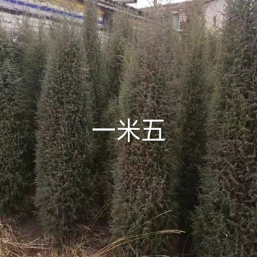 祁连园柏