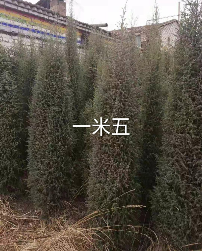 祁连园柏