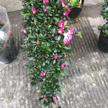 西玛杜鹃花造型杜鹃悬崖杜鹃