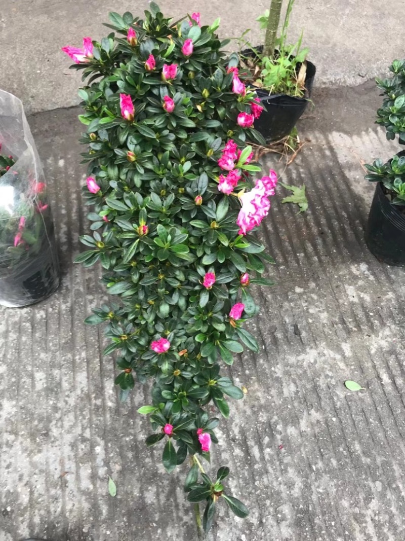 西玛杜鹃花造型杜鹃悬崖杜鹃