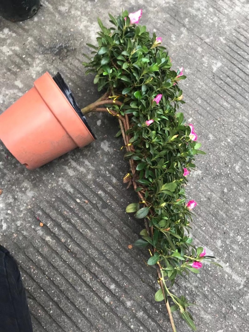 西玛杜鹃花造型杜鹃悬崖杜鹃