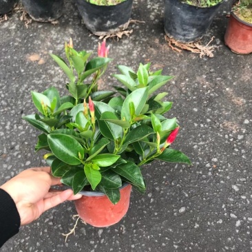 双喜藤开花绿植盆栽