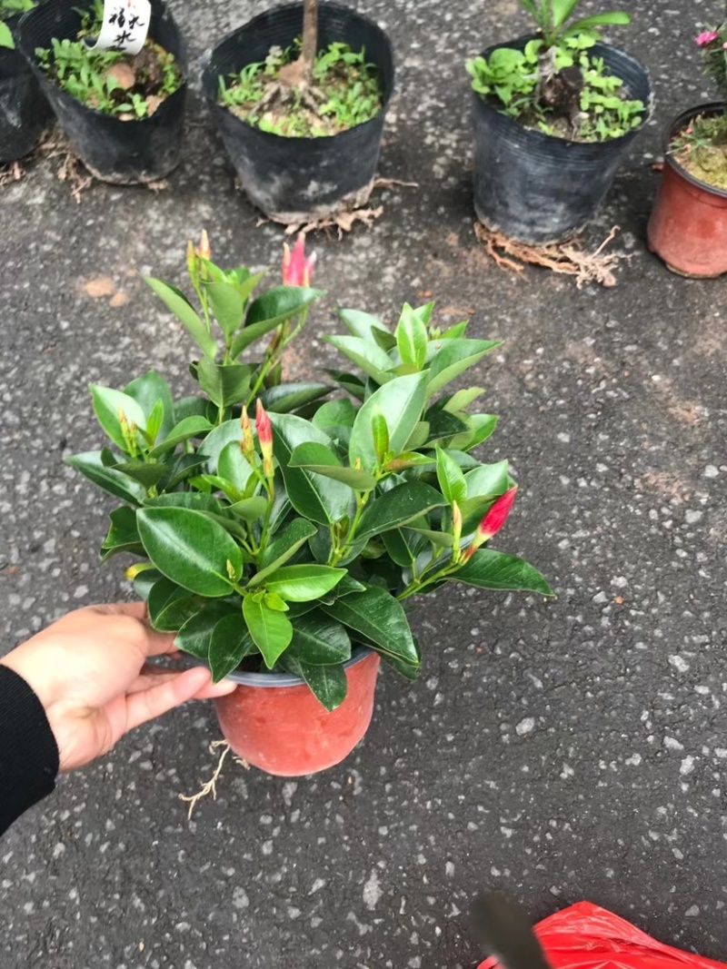 双喜藤开花绿植盆栽