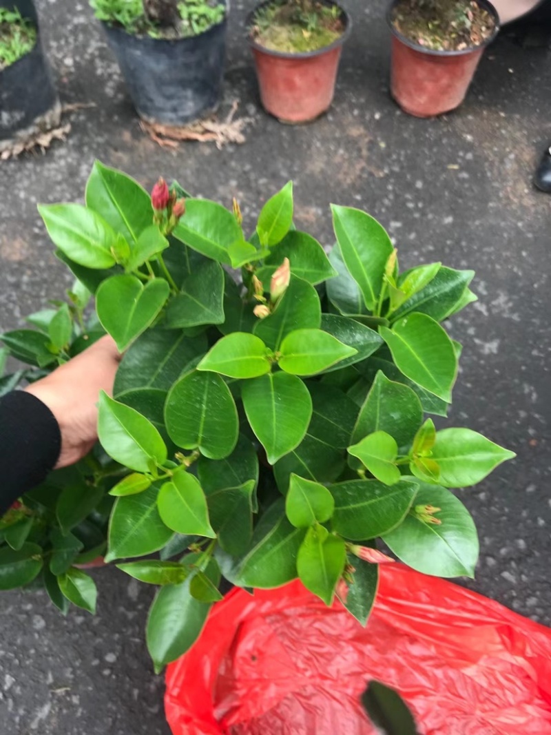 双喜藤开花绿植盆栽