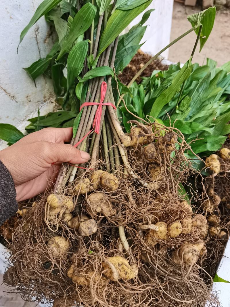 黄精苗，鸡头黄精苗，多花黄精苗，不倒苗黄精