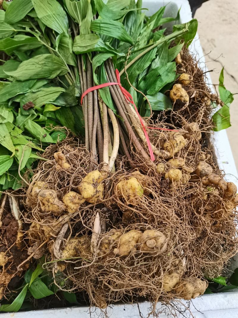 黄精苗，鸡头黄精苗，多花黄精苗，不倒苗黄精