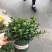 金鱼草