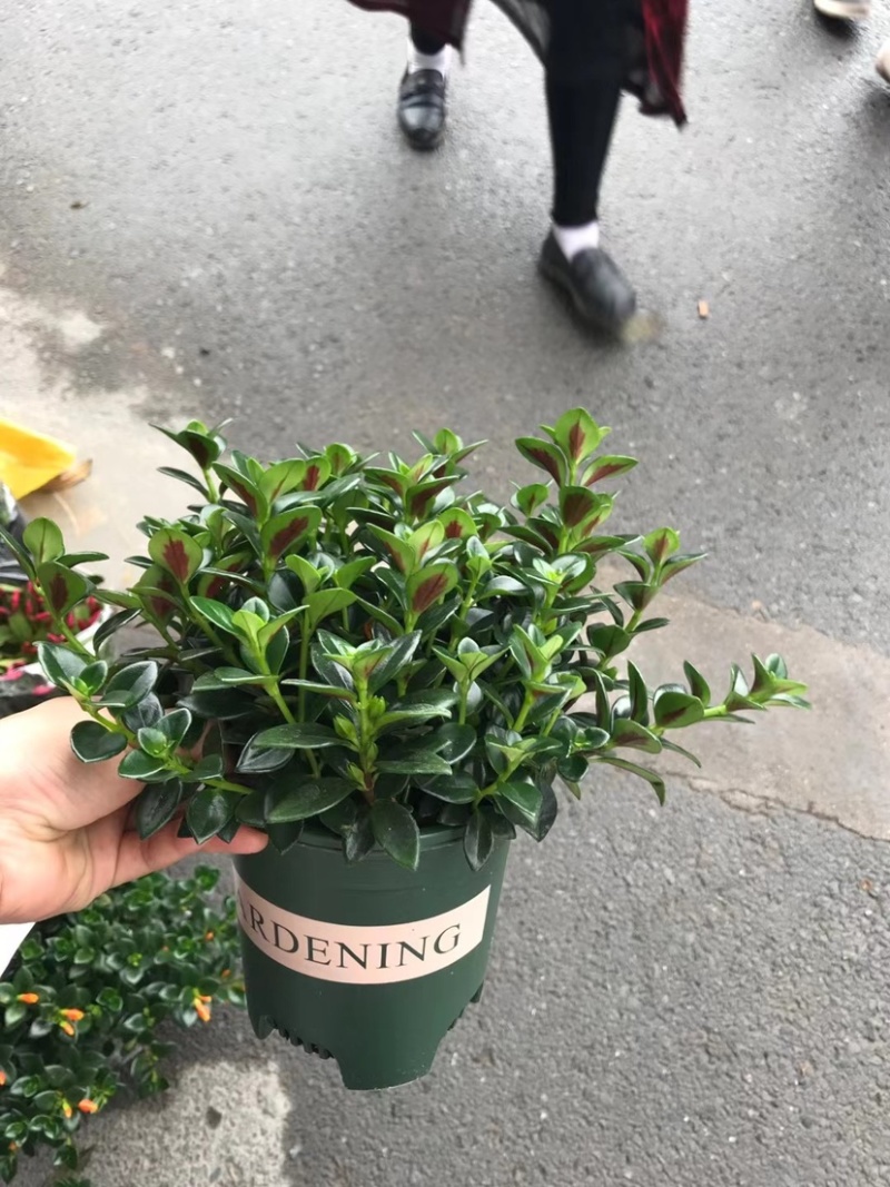 金鱼草