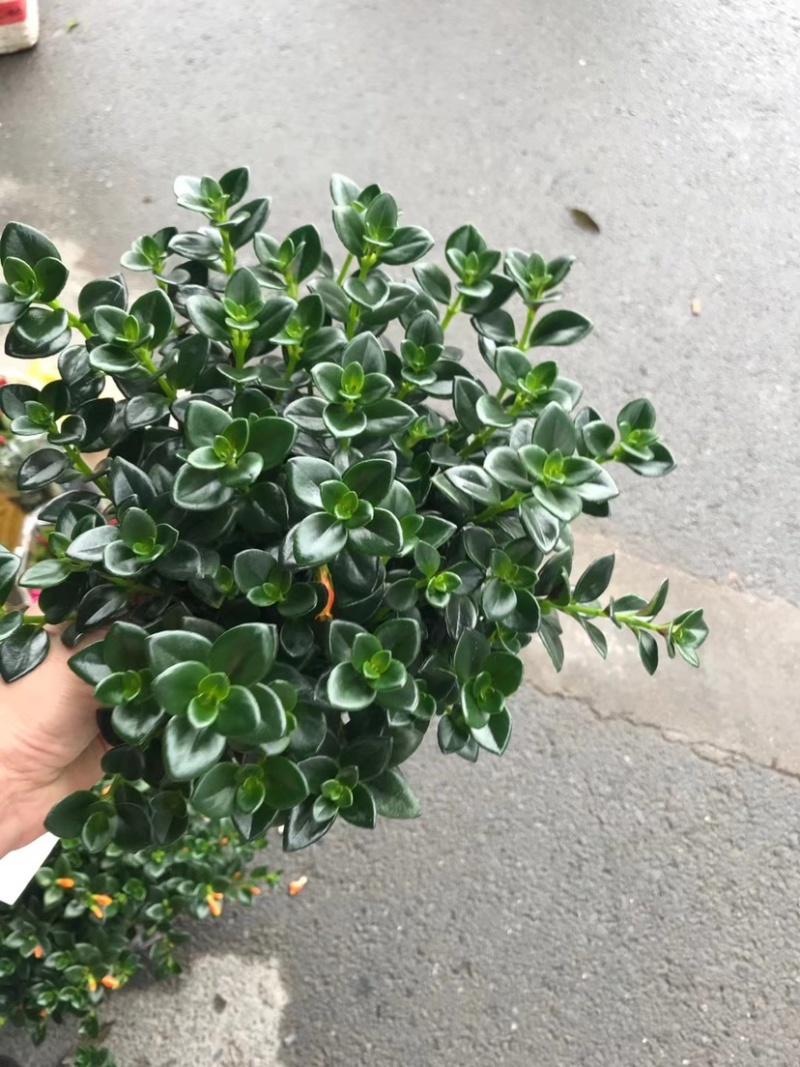 金鱼草
