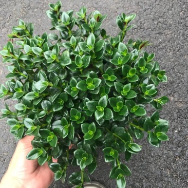 金鱼草