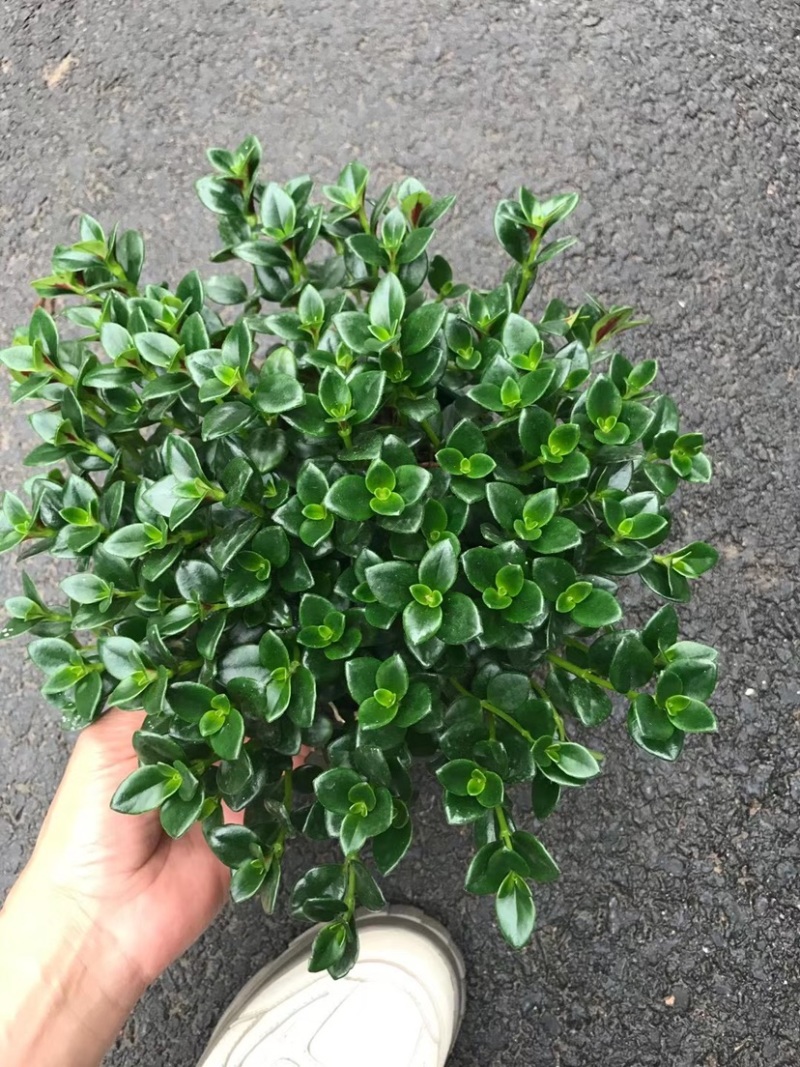 金鱼草
