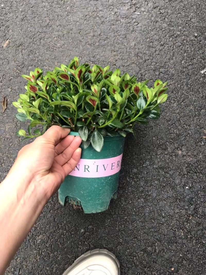 金鱼草