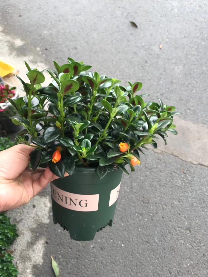 金鱼草