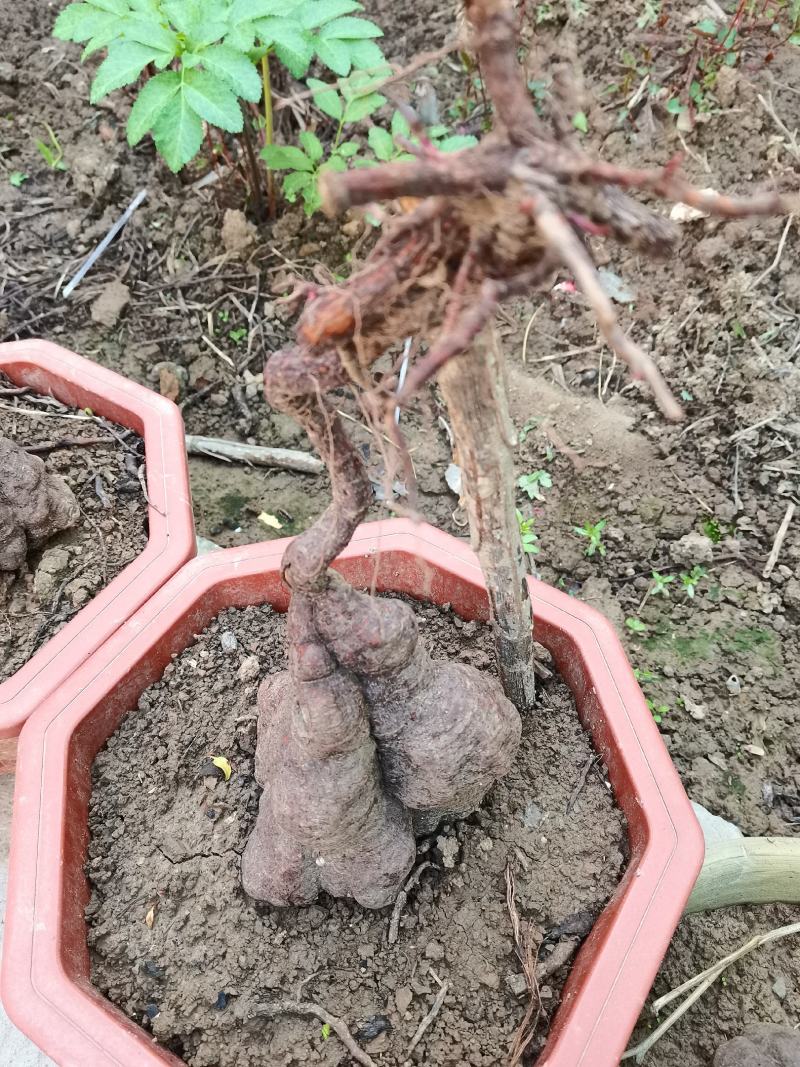 何首乌盆景，大小不一，奇形怪状，价格美丽，精挑细选，
