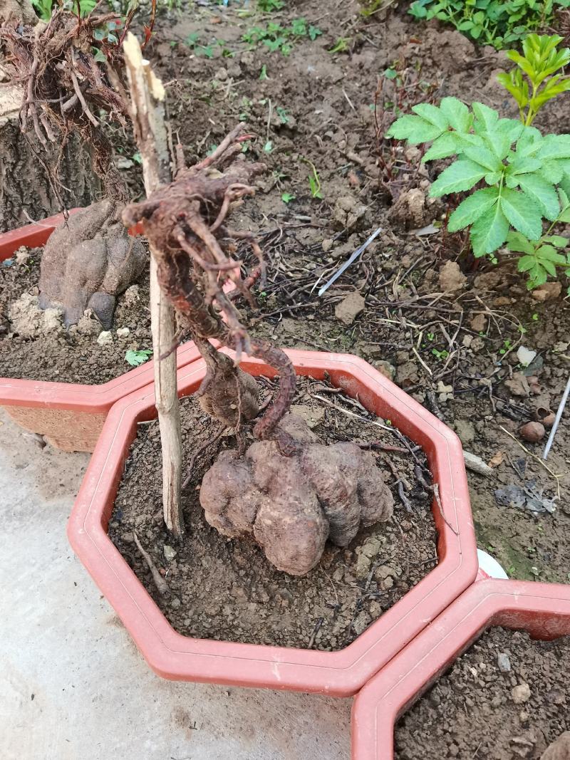 何首乌盆景，大小不一，奇形怪状，价格美丽，精挑细选，