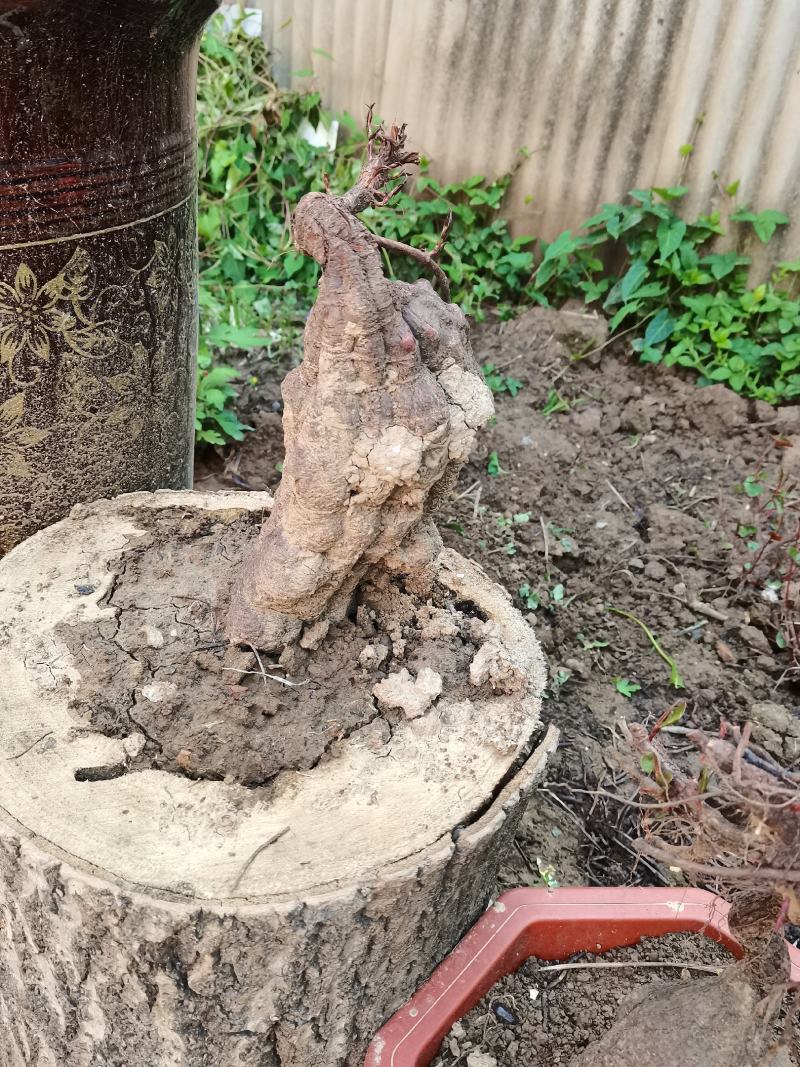 何首乌盆景，大小不一，奇形怪状，价格美丽，精挑细选，