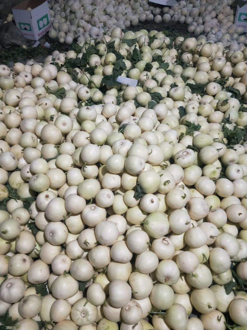 大量供应各种甜瓜