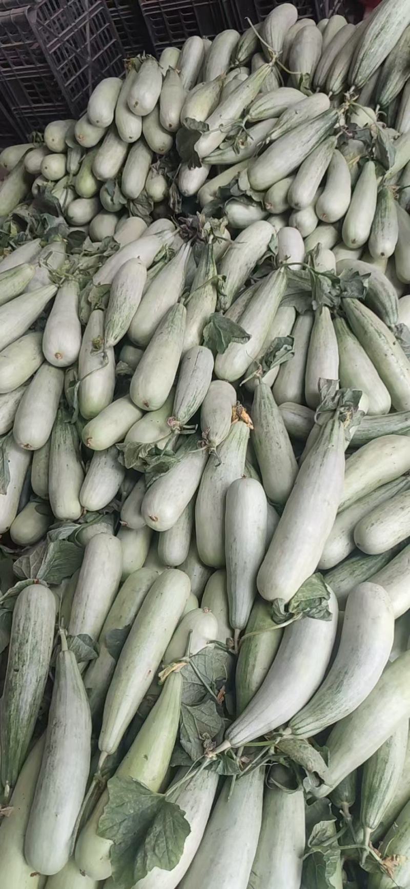 大量供应各种甜瓜