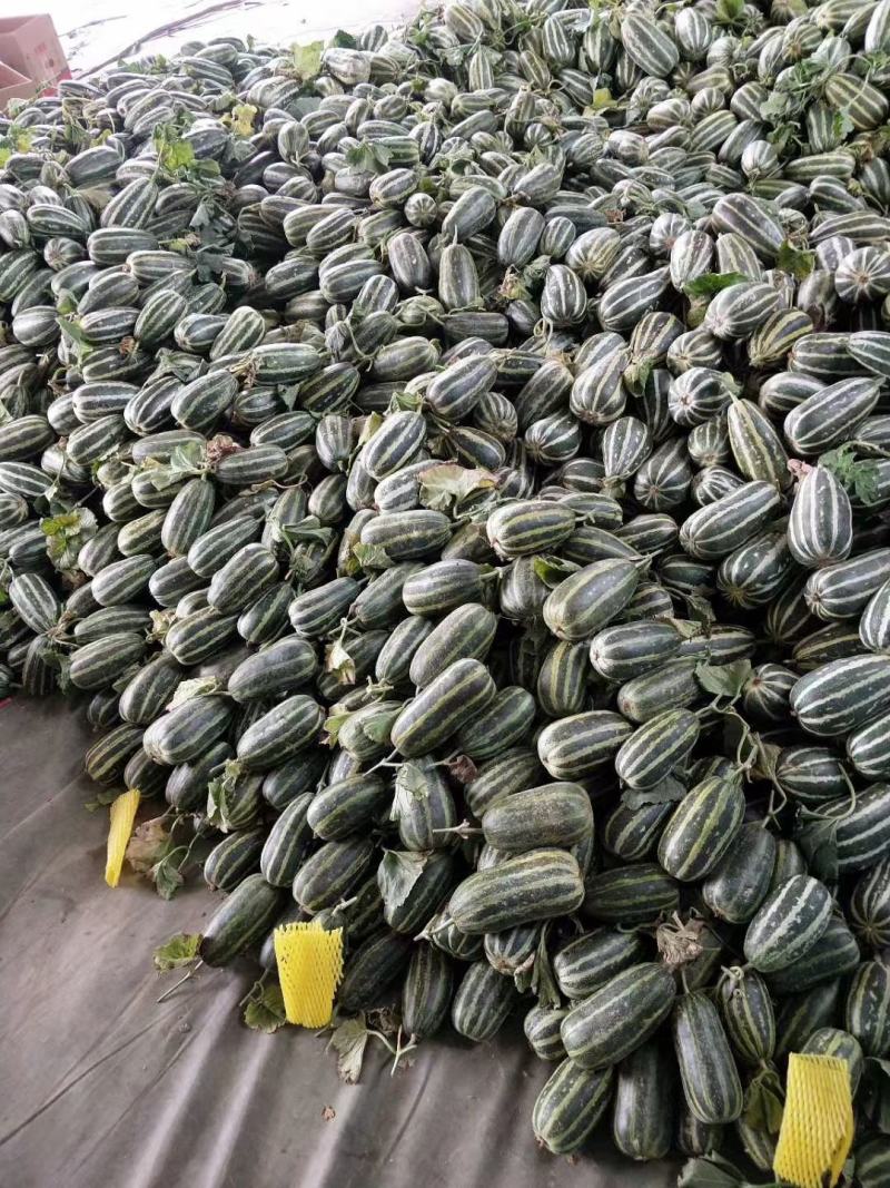 大量供应各种甜瓜