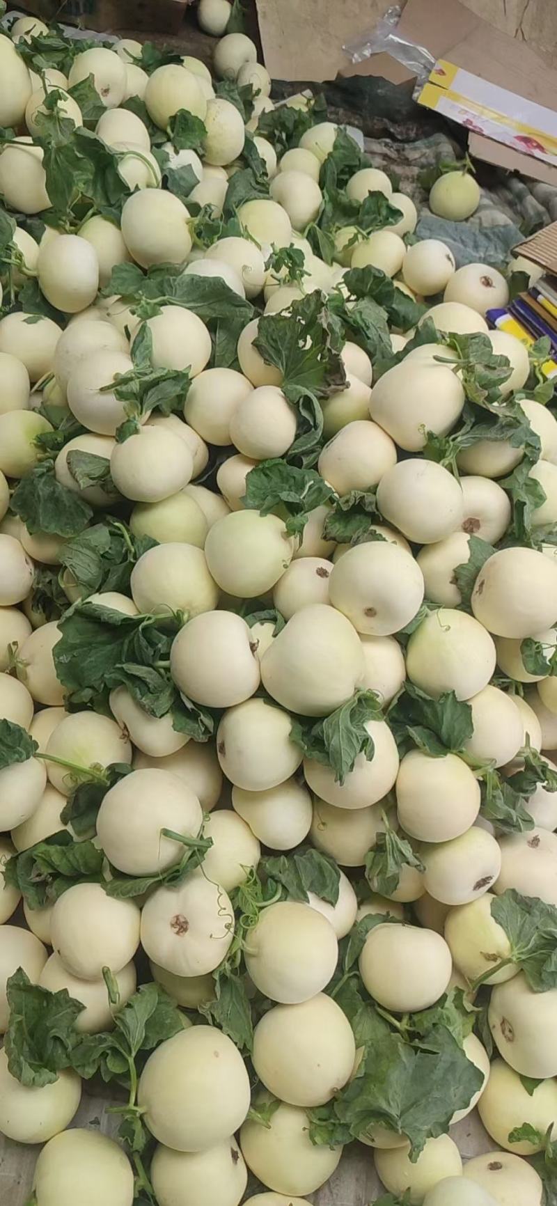 大量供应各种甜瓜