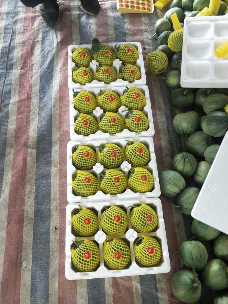 大量供应各种甜瓜