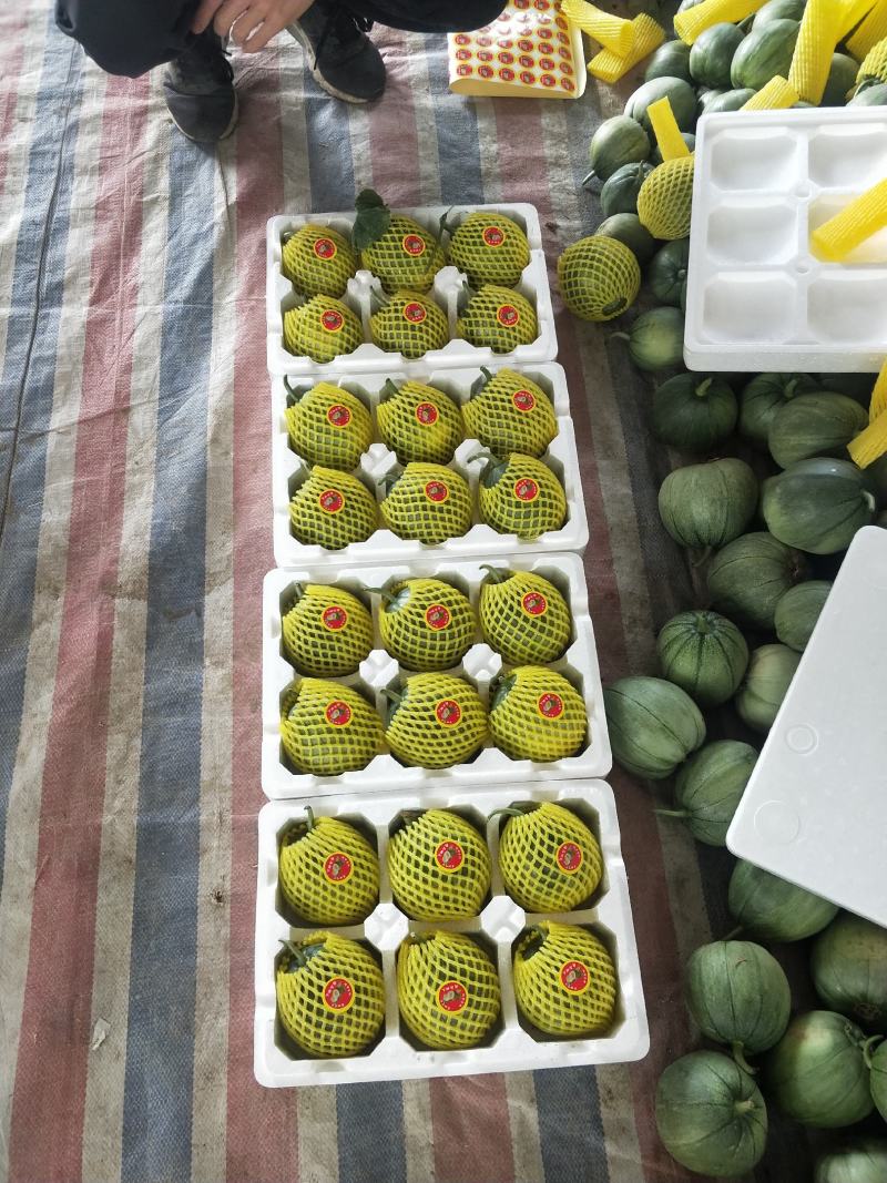大量供应各种甜瓜