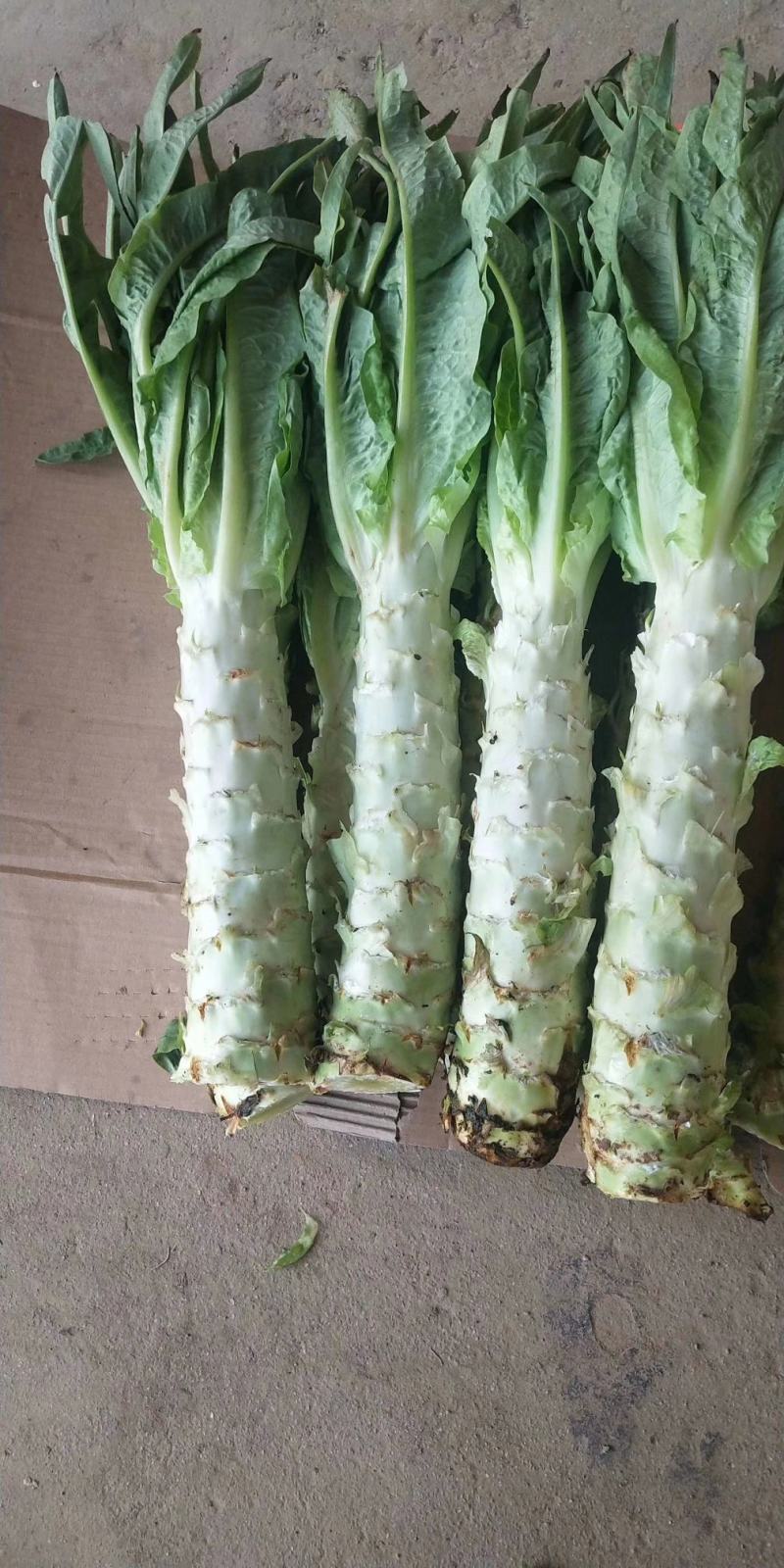 武山洛门精品莴笋大量上市